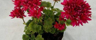 Pelargonium sutarves bosna