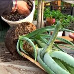 Aloe transplant