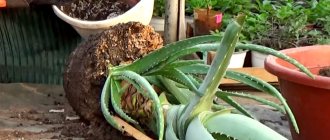 Aloe transplant