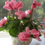 Replanting cyclamen