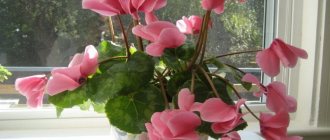 Replanting cyclamen