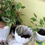 Ficus transplant at home