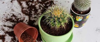 Transplanted cactus in a flowerpot