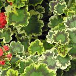 variegated variety of pelargonium