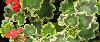 variegated variety of pelargonium