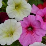 Petunia (60 photos): types and features of care