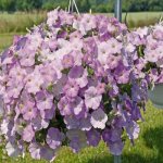 petunia ampelous varieties