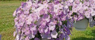 petunia ampelous varieties