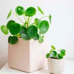 Pilea