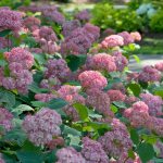 Pink Annabelle Hydrangea