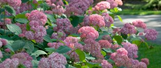 Pink Annabelle Hydrangea