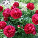 Peony Henry Bockstoce (Henry Boxtos): description, reviews, planting and care