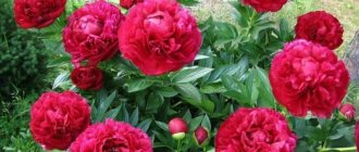 Peony Henry Bockstoce (Henry Boxtos): description, reviews, planting and care