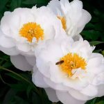 Peony Miss America: description, photos, reviews