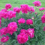 Milky-flowered peony Karl Rosenfeld: description, reviews, planting and care