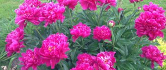 Milky-flowered peony Karl Rosenfeld: description, reviews, planting and care