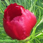 thin-leaved peony photo