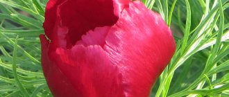 thin-leaved peony photo