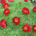 Peony angustifolia (Voronets)