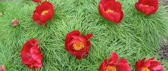 Peony angustifolia (Voronets)