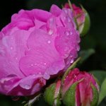 Peony rose with bright pink petals