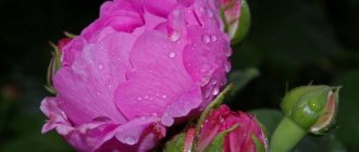 Peony rose with bright pink petals