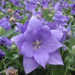 Platycodon grandiflora