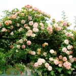 climbing roses that bloom all summer, winter-hardy, non-thorny varieties