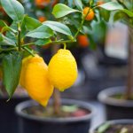 Fruits of indoor plants