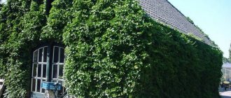 common garden ivy photo