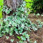 garden ivy photo