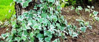 garden ivy photo