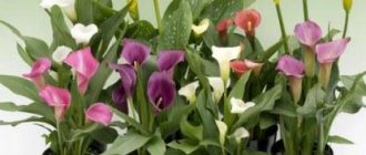 Why callas are called the flower of death