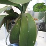 Why do orchid leaves crack in half? The main causes of leaf damage in orchids 