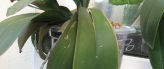 Why do orchid leaves crack in half? The main causes of leaf damage in orchids 