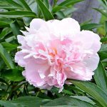 why peonies don&#39;t bloom, what to do - pink peony