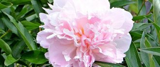 why peonies don&#39;t bloom, what to do - pink peony