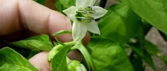 Why do the ovaries of peppers fall off in a greenhouse and what to do to save your harvest?