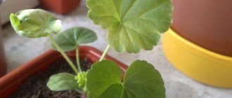 Why do geraniums have small leaves?