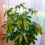 Why do Schefflera leaves turn yellow and fall off? What to do. Other possible causes of leaf drop 