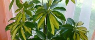 Why do Schefflera leaves turn yellow and fall off? What to do. Other possible causes of leaf drop 