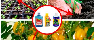 Plant nutrition