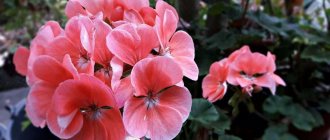 Detailed description of geranium diseases and treatment instructions