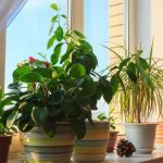 useful indoor plants