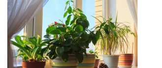 useful indoor plants