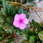 Useful properties of catharanthus