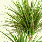 watering dracaena