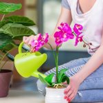 watering potted flowers mode