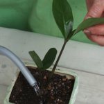 Watering Zamioculcas