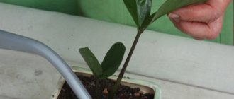 Watering Zamioculcas